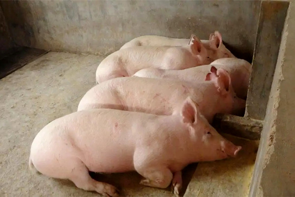 肉猪想要健康快速生长，沸石一定要了解一下-国投盛世
