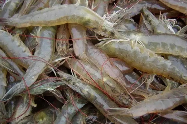 养虾时用可以用沸石粉吗？用料多少？