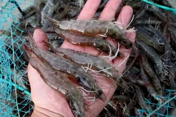 沸石粉对虾养殖使用禁忌