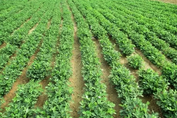 沸石粉在农业肥料中的应用与作用