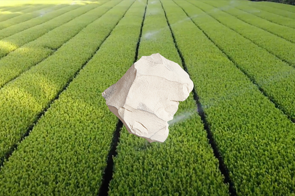 增产茶叶用天然沸石是否可行？