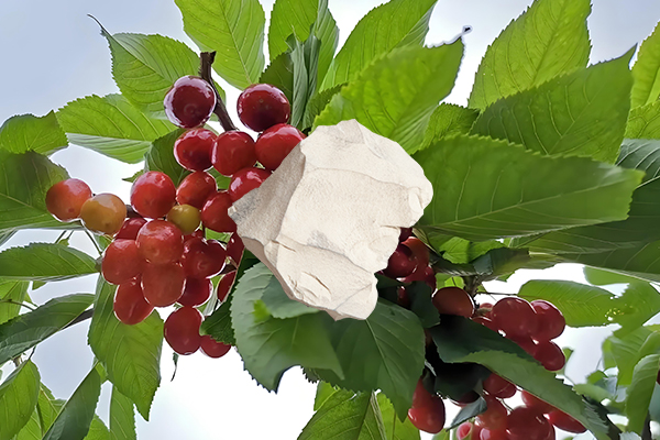 想为樱桃增产用天然沸石怎么样？-国投盛世