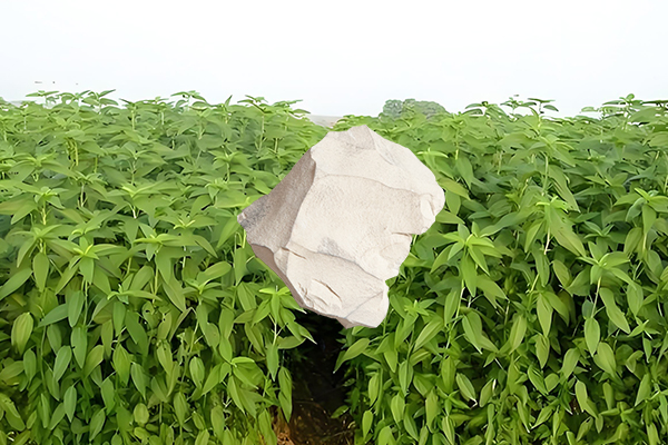 黄麻种植过程中添加沸石能否有效提升产量？
