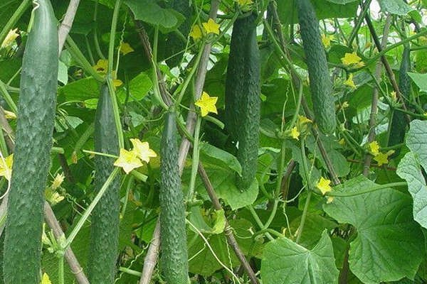 种植黄瓜为什么要用沸石？-国投盛世