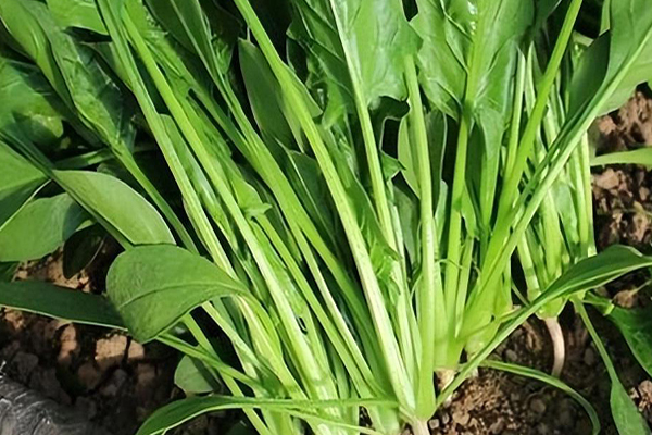 沸石能否对菠菜的种植进行增产？-国投盛世