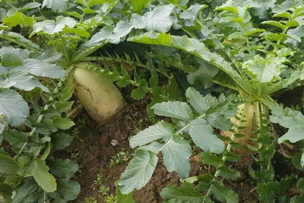 种植萝卜时添加沸石能否提高产量？-国投盛世