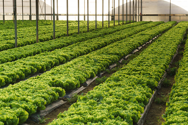 蔬菜大棚中加入沸石能提高多少产量？-国投盛世