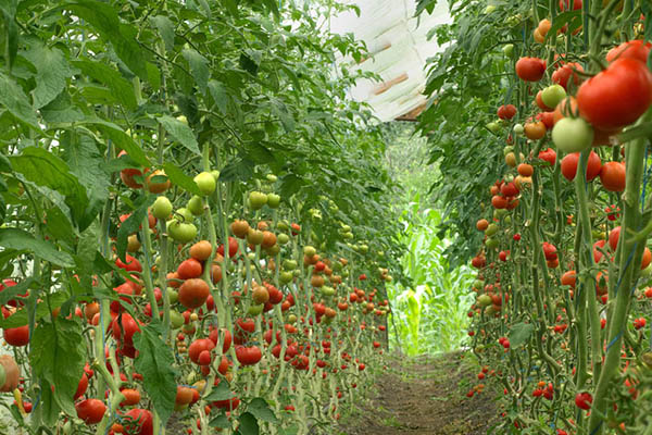 蔬菜大棚种植中一亩地需用多少沸石？-国投盛世