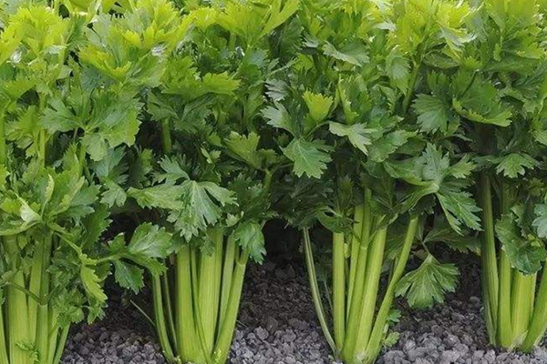 种芹菜时可以加入沸石吗？