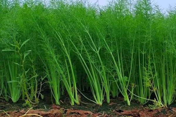 种茴香时加入沸石真的能提升产量吗？-国投盛世
