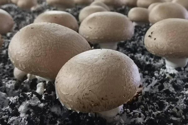 种蘑菇时加入沸石真的能够有效提升产量吗？