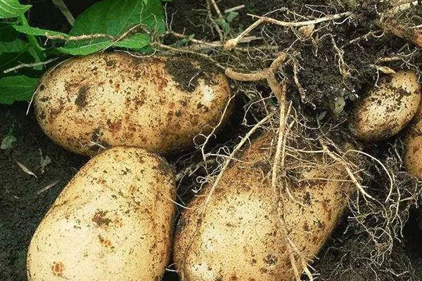 沸石能在马铃薯种植中增产与提高品质-国投盛世