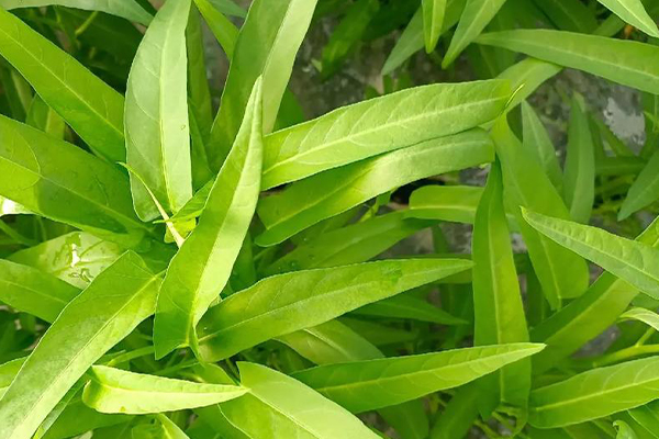 沸石能否助力空心菜产量提升？