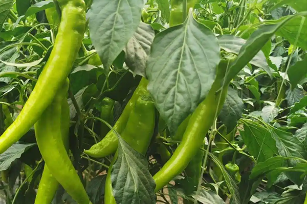 尖椒种植能否因沸石而受益？