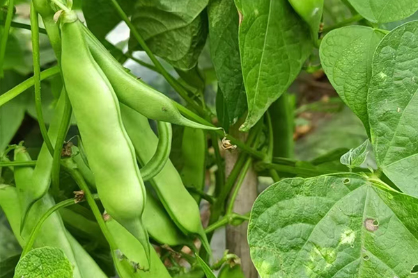 沸石能为扁豆种植带来哪些改变？-国投盛世