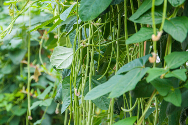 沸石能提升豇豆种植效果吗？-国投盛世