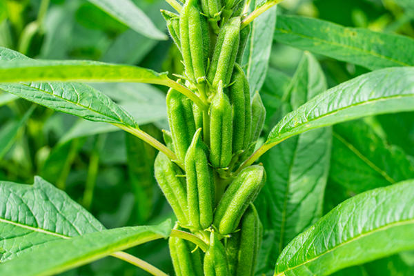 芝麻种植能否借助沸石提升品质？