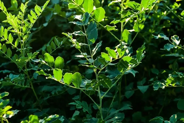 甘草种植时添加沸石能增产吗
