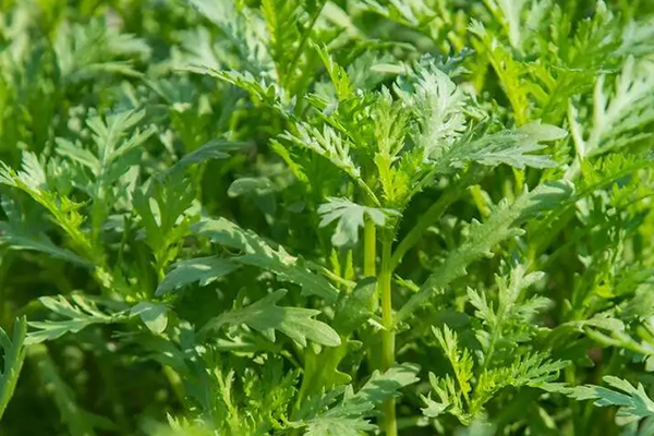 为什么种植茼蒿时加入沸石能增产？
