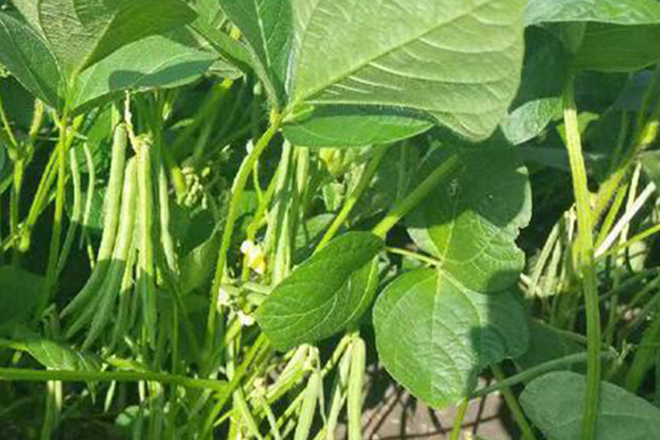 种植红豆时加入沸石能提升产量吗？
