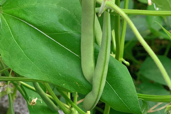 种植四季豆时加入沸石能提高产量吗？