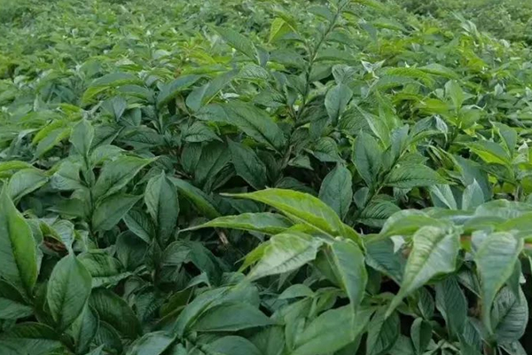 种植魔芋时加入沸石能提高产量吗？