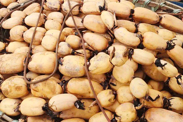 种植莲藕时加入沸石能提高产量吗？-国投盛世