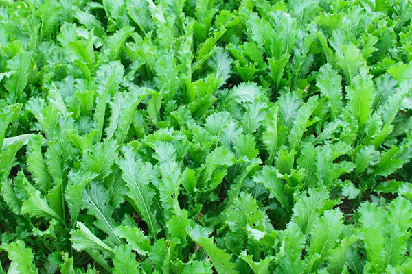 种植雪里蕻时加入沸石能提升产量吗？
