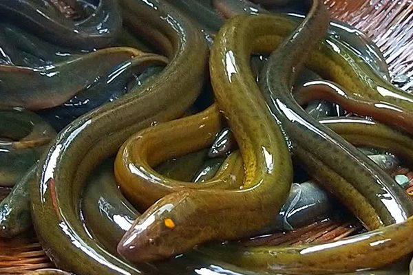 养泥鳅时添加沸石能改善水质吗？