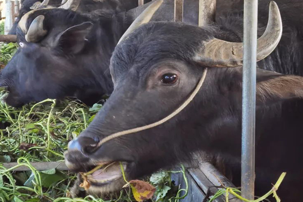 沸石能提升水牛饲养效率吗？-国投盛世