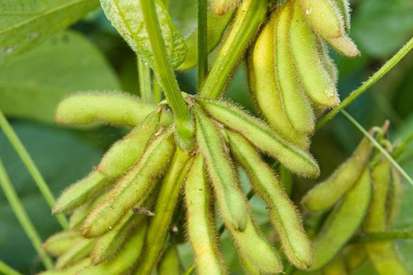 种黄豆时加入沸石能增产吗？