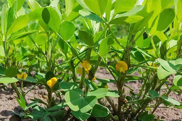 花生种植能否添加沸石？-国投盛世