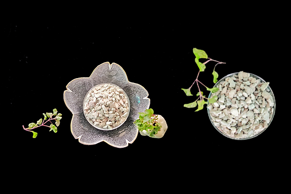 小麦种植时何时添加沸石效果最好？