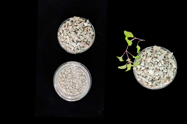 大豆种植何时添加沸石效果最佳？