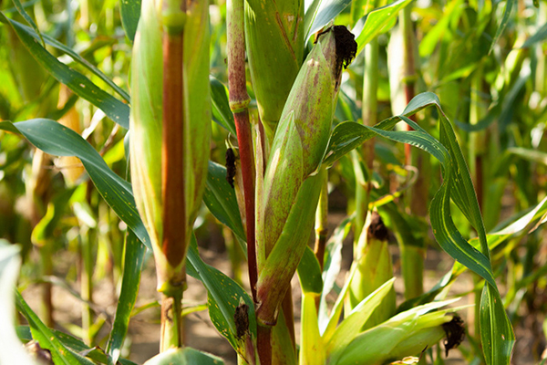玉米种植何时添加沸石效果最佳？