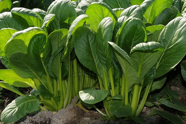 菠菜种植阶段能使用沸石吗？