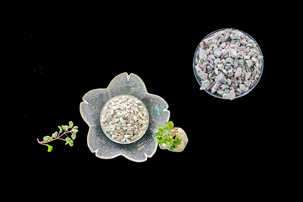 种植生菜时使用沸石能增产吗？