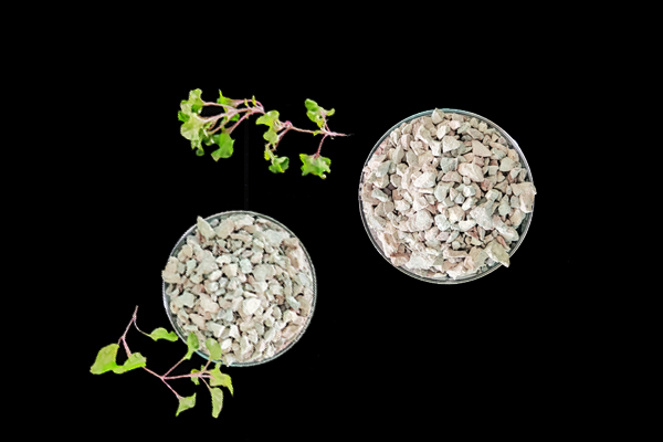 种植小油菜使用沸石能增产吗？