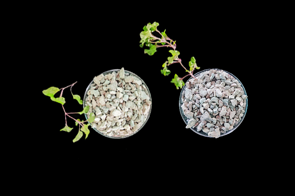 番茄种植使用沸石能增产吗？