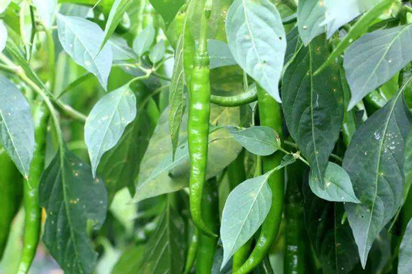 种植辣椒,要想获得超高产,记住要加入沸石