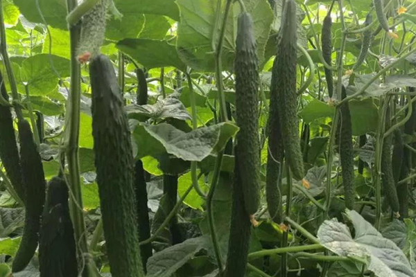 黄瓜要想获得超高产,记住要加入沸石