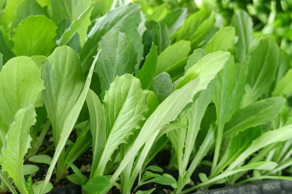 油麦菜育苗和种植时使用沸石带来哪些好处？